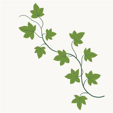 IVY .